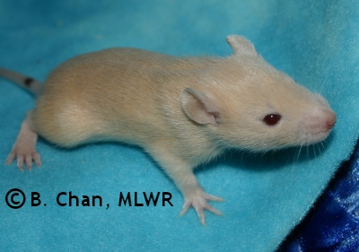 MLWR Murgatroyd - 18 days