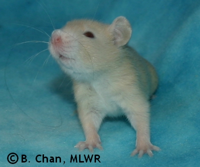 MLWR Murgatroyd - 19 days