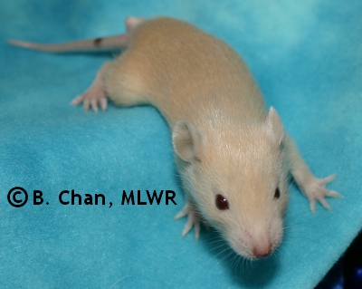 MLWR Murgatroyd - 20 days