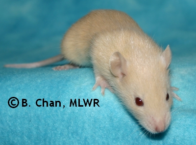MLWR Murgatroyd - 21 days
