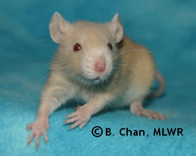 MLWR Murgatroyd - 22 days