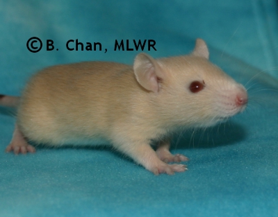 MLWR Murgatroyd - 23 days