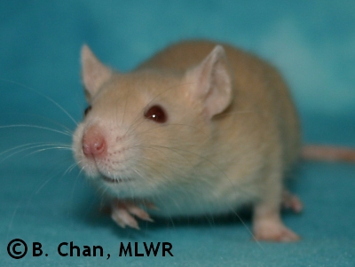MLWR Murgatroyd - 27 days