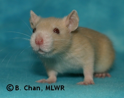 MLWR Murgatroyd - 29 days