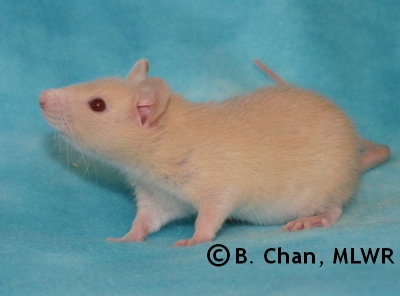MLWR Murgatroyd - 31 days