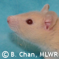 MLWR Murgatroyd