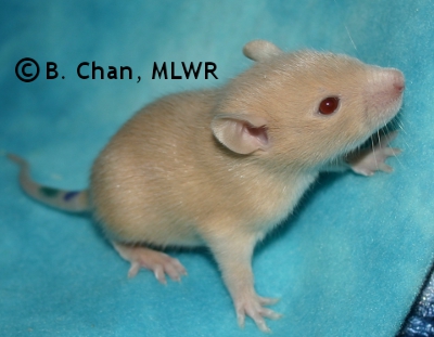 MLWR Nibbins - 18 days