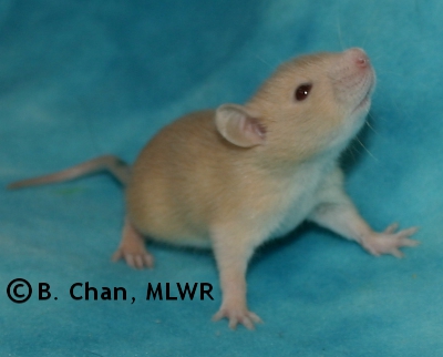 MLWR Nibbins - 19 days