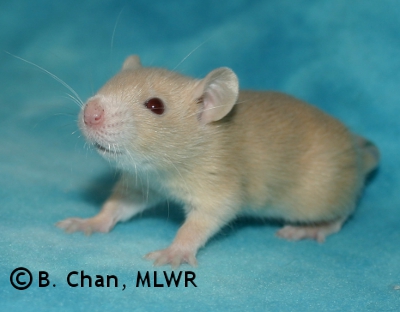 MLWR Nibbins - 20 days