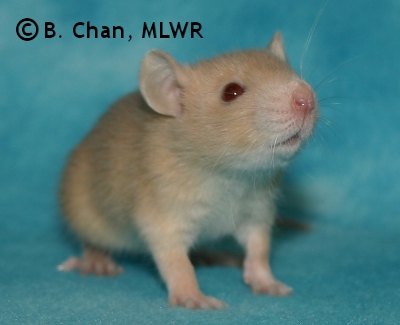 MLWR Nibbins - 21 days