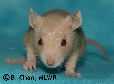 MLWR Nibbins - 22 days