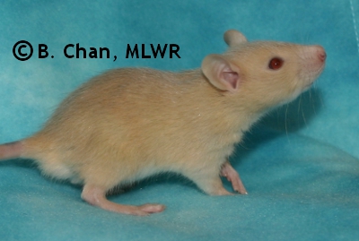 MLWR Nibbins - 23 days