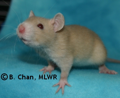 MLWR Nibbins - 27 days
