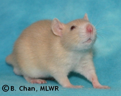 MLWR Nibbins - 31 days