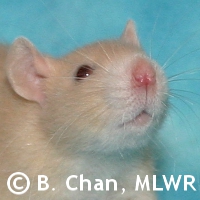 MLWR Nibbins