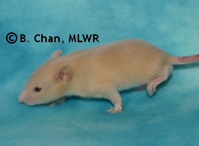 MLWR Nightwitch - 17 days