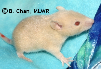 MLWR Nightwitch - 18 days