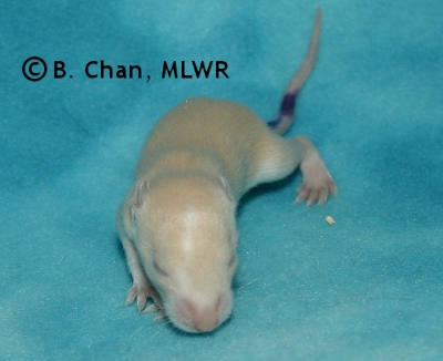 Purple Boy - 13 days