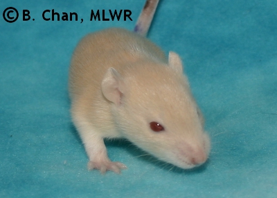 MLWR Pyewacket - 17 days