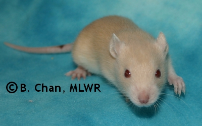 MLWR Pyewacket - 20 days