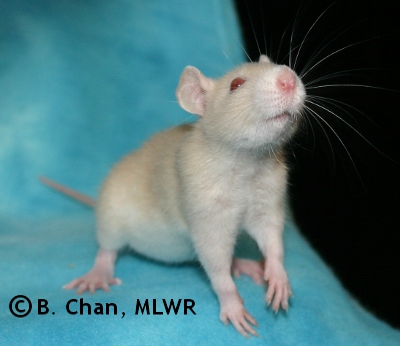 MLWR Pyewacket - 31 days