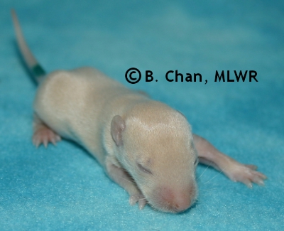 Teal Boy - 10 days