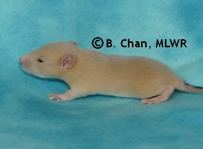 Teal Boy - 15 days