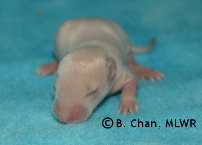 Teal Boy - 9 days
