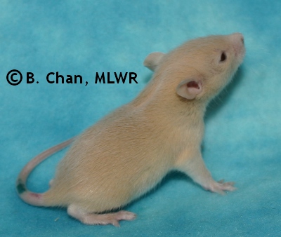 MLWR Tissy - 17 days