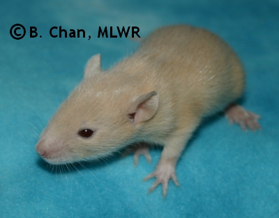 MLWR Tissy - 18 days