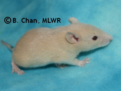 MLWR Tissy - 19 days