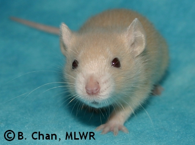 MLWR Tissy - 21 days