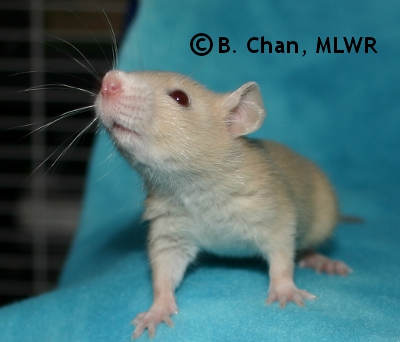 MLWR Tissy - 23 days