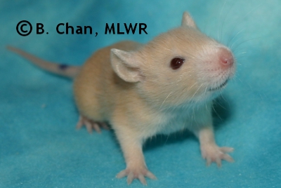 MLWR Trullibub - 19 days