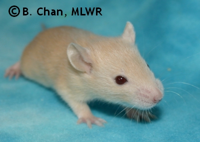 MLWR Trullibub - 20 days