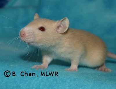 MLWR Trullibub - 21 days