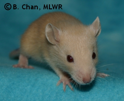 MLWR Trullibub - 22 days