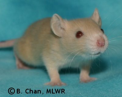 MLWR Trullibub - 23 days