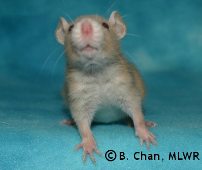 MLWR Trullibub - 25 days