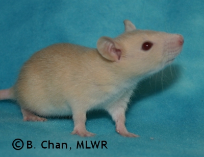 MLWR Trullibub - 27 days