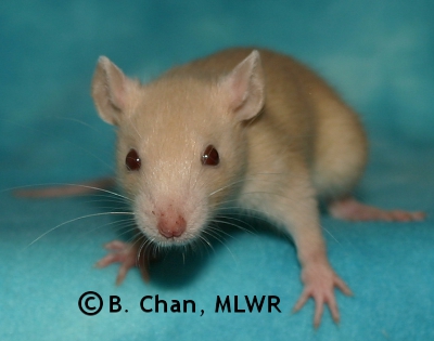 MLWR Trullibub - 29 days