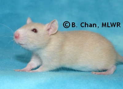 MLWR Trullibub - 31 days