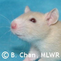 MLWR Trullibub
