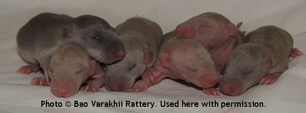 Boys, 10 day old