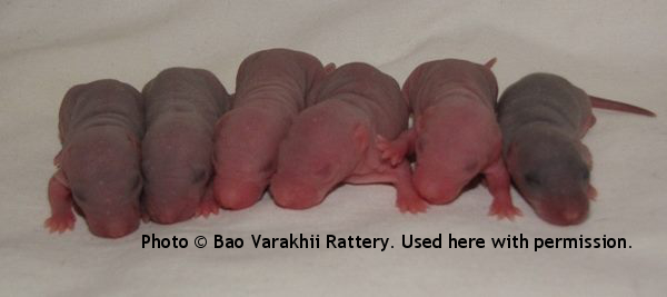 Boys, 5 day old
