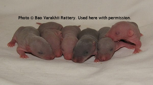 Boys, 7 day old
