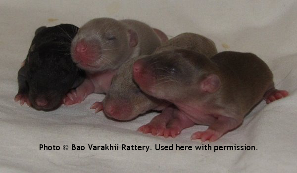 Girls, 10 day old