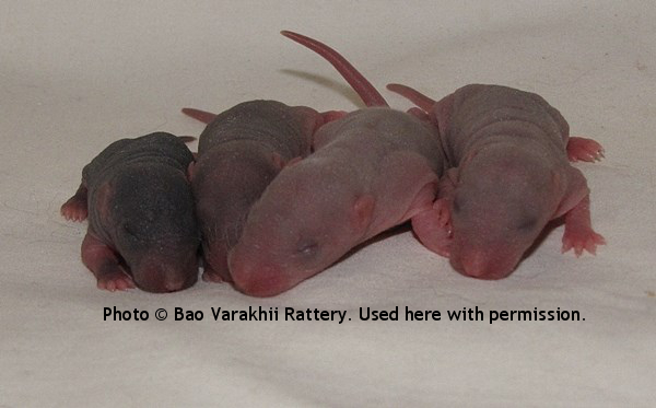 Girls, 5 day old