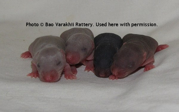 Girls, 7 day old