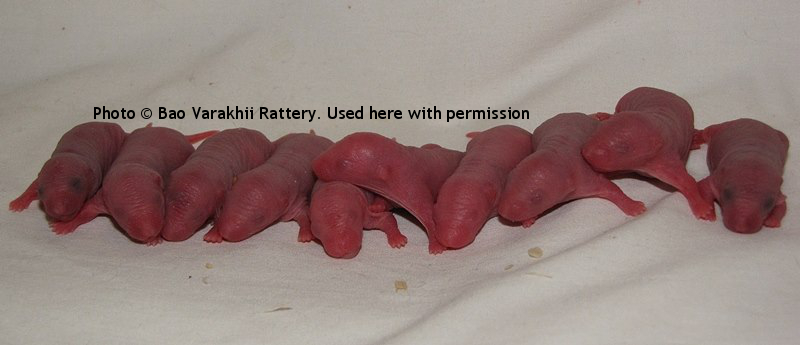 Whole Litter, 1 day old